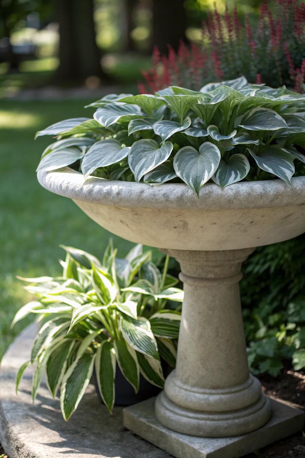 Transform your garden into a lush retreat with a Hosta-filled bird bath planter. Simple elegance meets natural beauty.