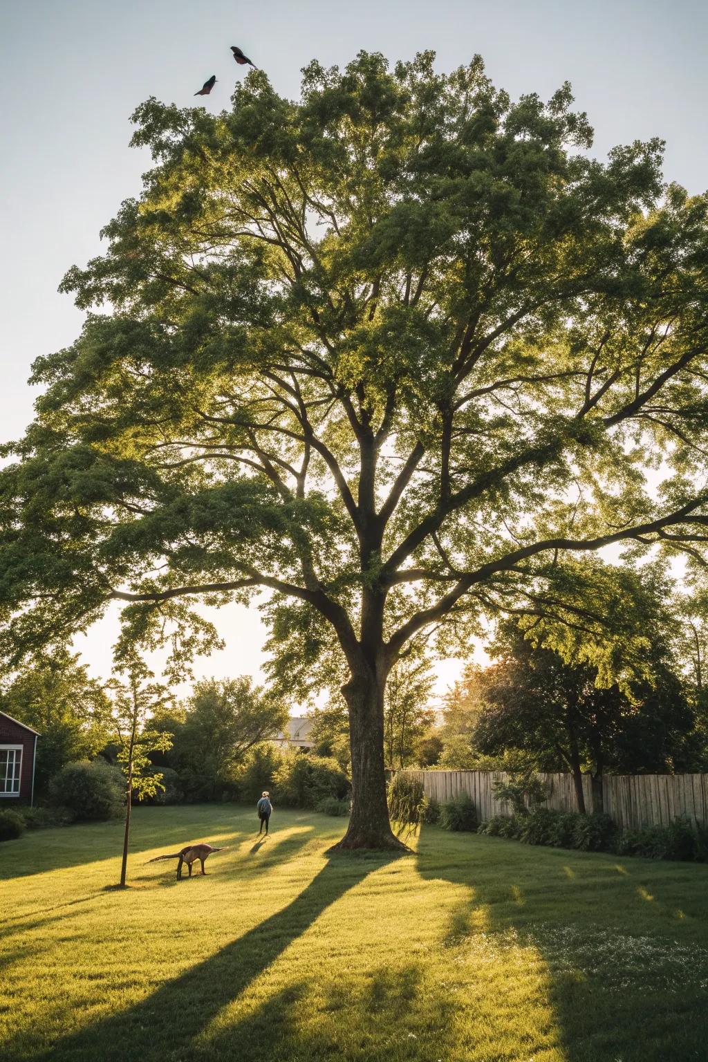 Embrace nature's craftsmanship with majestic shade trees for your backyard sanctuary.