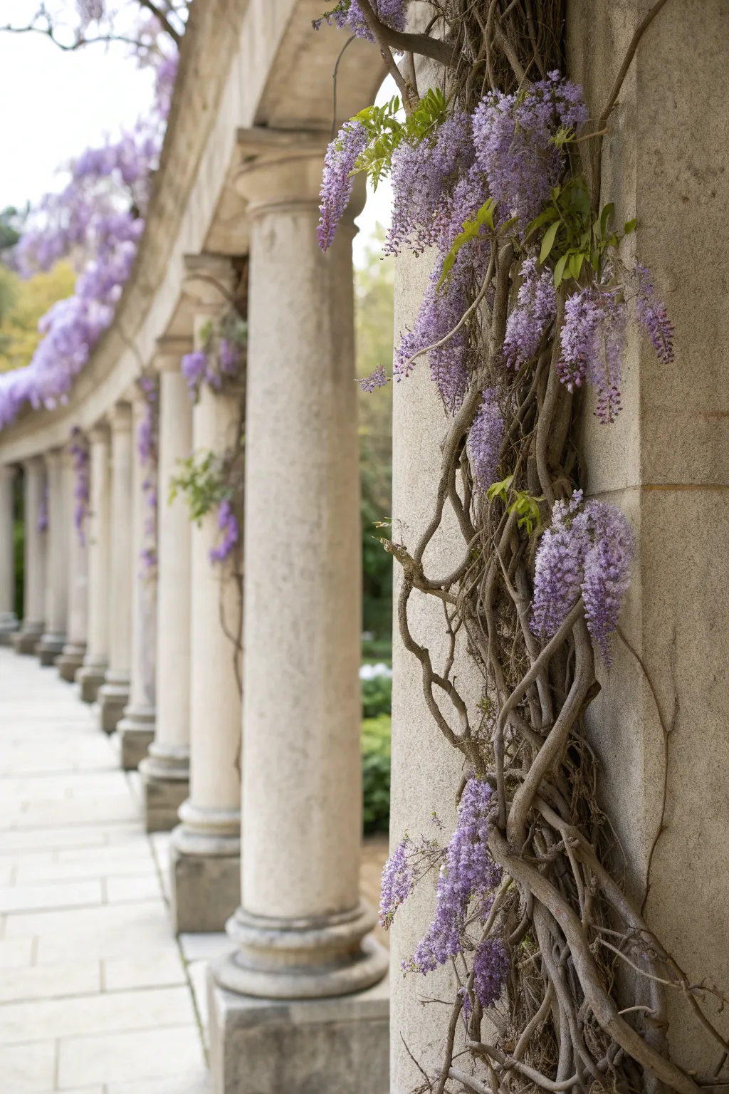 20+ Creative Wisteria Support Ideas for Your Garden